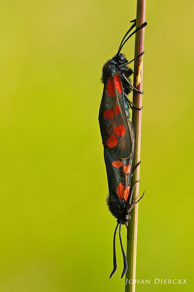 Sint-jansvlinder (Zygaena filipendulae) - Paring