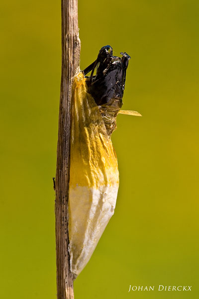 Sint-jansvlinder (Zygaena filipendulae) - Cocon