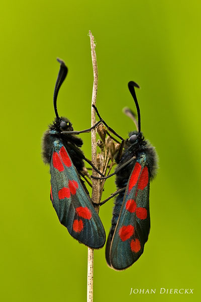 Sint-jansvlinder (Zygaena filipendulae)